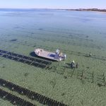 Smoky Bay / Cowell